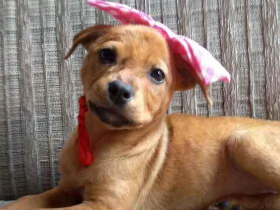 Cachorro ra a SRD idade 2 a 6 meses nome Ana