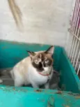 Fiona