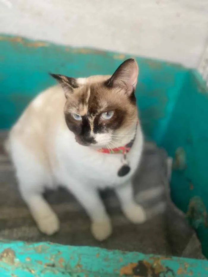 Gato ra a  idade 1 ano nome Fiona 