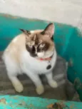 Fiona