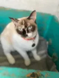 Fiona