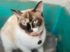 Gato raça  idade 1 ano nome Fiona 