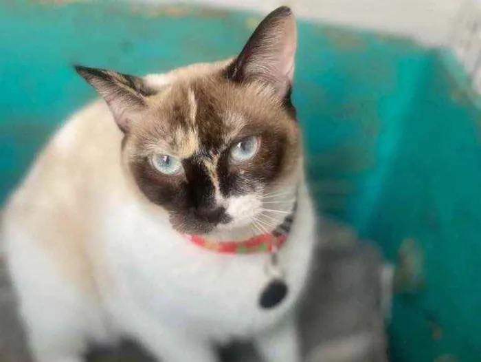 Gato ra a  idade 1 ano nome Fiona 