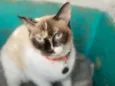 Fiona