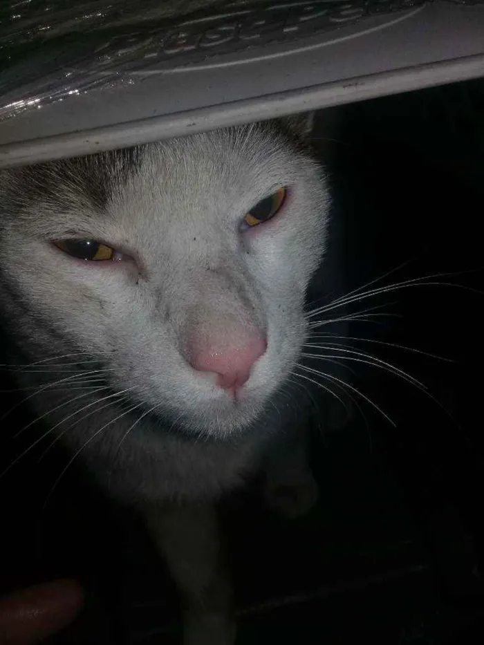 Gato ra a Vira lata idade 1 ano nome Chorão 