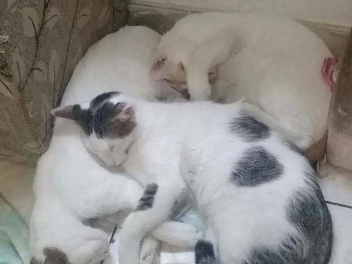 Gato ra a Vira lata idade 1 ano nome Chorão 