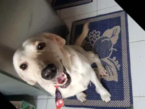 Cachorro raça Labrador idade 3 anos nome Max