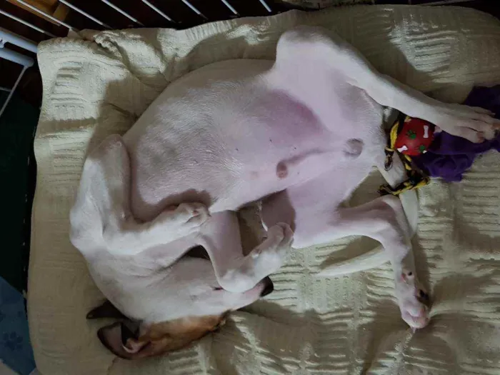 Cachorro ra a Jack Russel com outra raça  idade 7 a 11 meses nome Pipoca