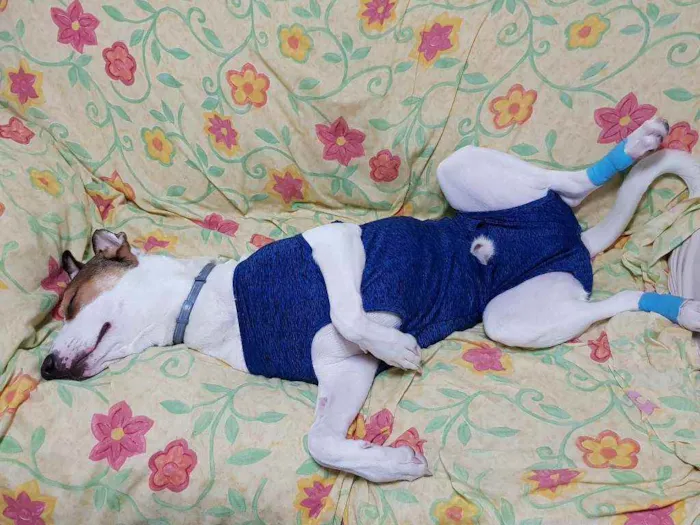 Cachorro ra a Jack Russel com outra raça  idade 7 a 11 meses nome Pipoca