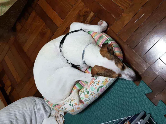 Cachorro ra a Jack Russel com outra raça  idade 7 a 11 meses nome Pipoca