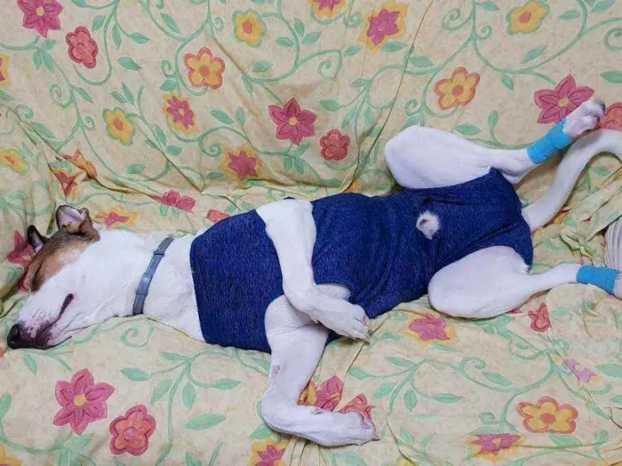 Cachorro ra a Jack Russel com outra raça  idade 7 a 11 meses nome Pipoca