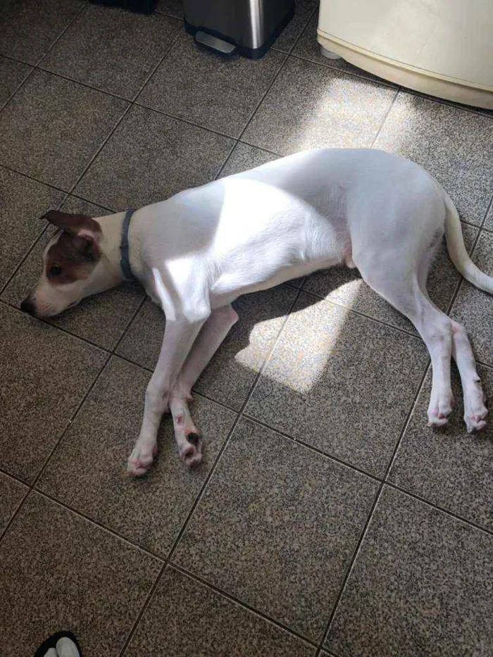 Cachorro ra a Jack Russel com outra raça  idade 7 a 11 meses nome Pipoca