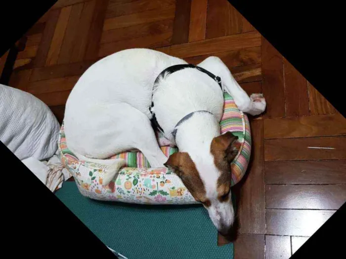 Cachorro ra a Jack Russel com outra raça  idade 7 a 11 meses nome Pipoca