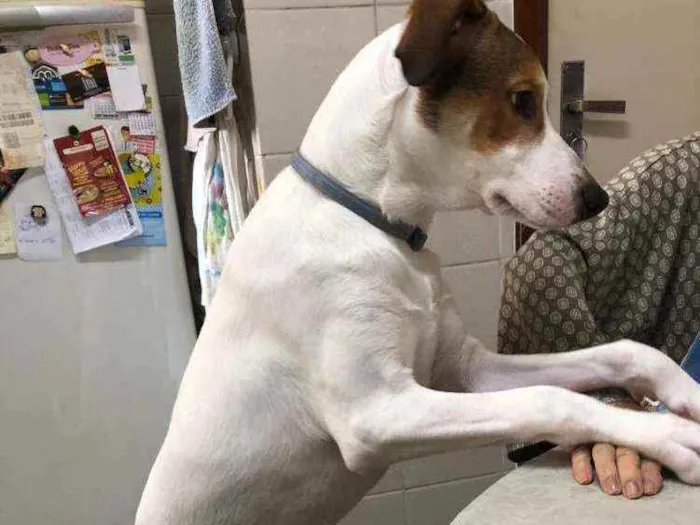 Cachorro ra a Jack Russel com outra raça  idade 7 a 11 meses nome Pipoca