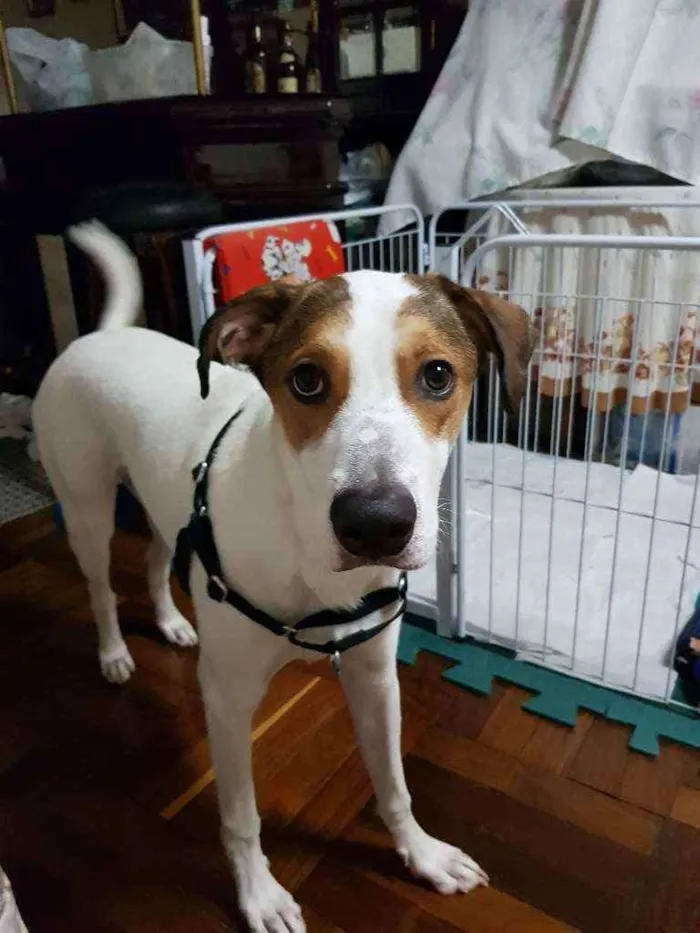 Cachorro ra a Jack Russel com outra raça  idade 7 a 11 meses nome Pipoca