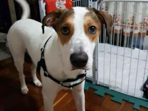 Cachorro raça Jack Russel com outra raça  idade 7 a 11 meses nome Pipoca