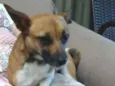 Lis