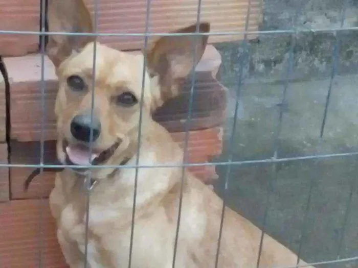 Cachorro ra a Vira lata idade 1 ano nome Rana