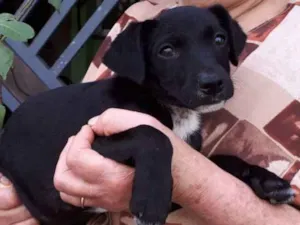 Cachorro raça SRD-ViraLata idade 2 a 6 meses nome Filhota