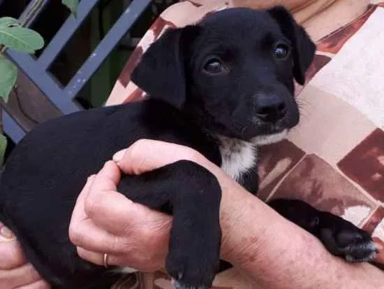 Cachorro ra a SRD-ViraLata idade 2 a 6 meses nome Filhota