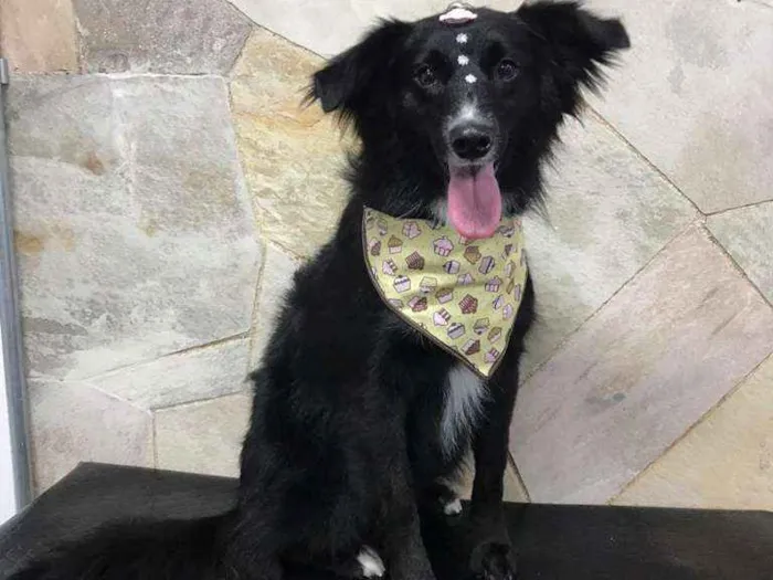 Cachorro ra a SRD-ViraLata idade 2 anos nome Analu