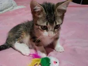Gato raça SDR idade 2 a 6 meses nome Pluto