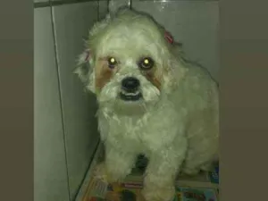 Cachorro raça Shitzu idade 2 anos nome Desconhecido
