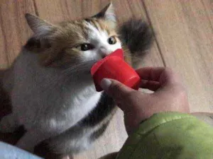 Gato raça Vira lata idade 5 anos nome Numb 