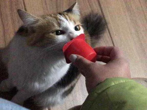 Gato ra a Vira lata idade 5 anos nome Numb 