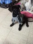 Juninho