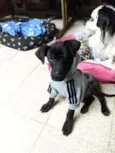 Juninho