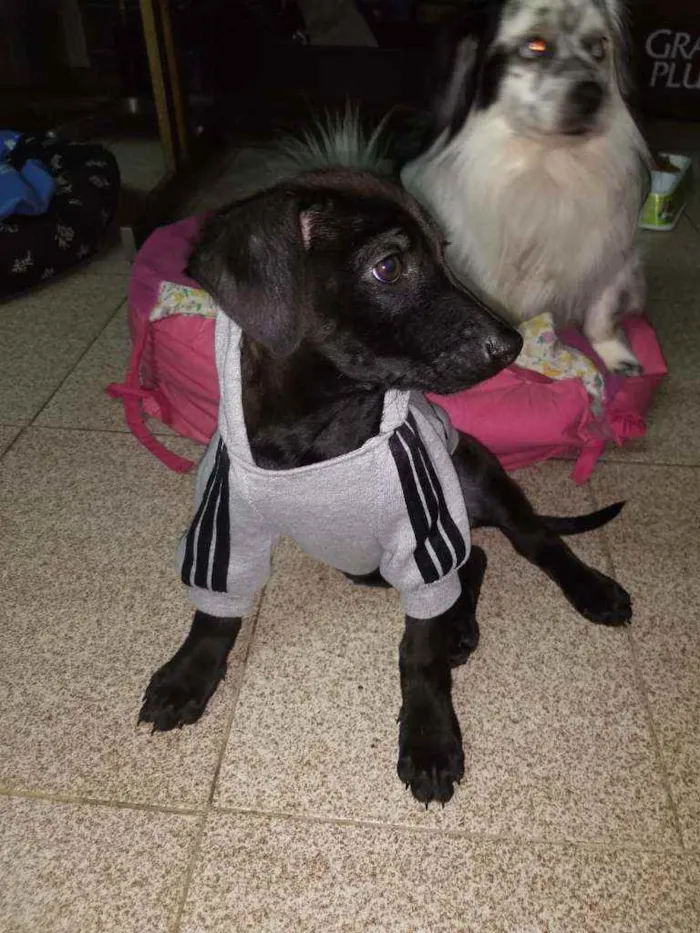 Cachorro ra a SRD  idade 2 a 6 meses nome Juninho 