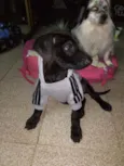 Juninho