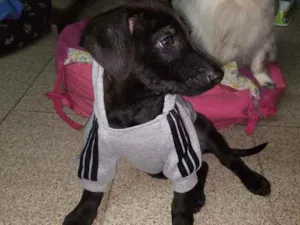 Cachorro raça SRD  idade 2 a 6 meses nome Juninho 