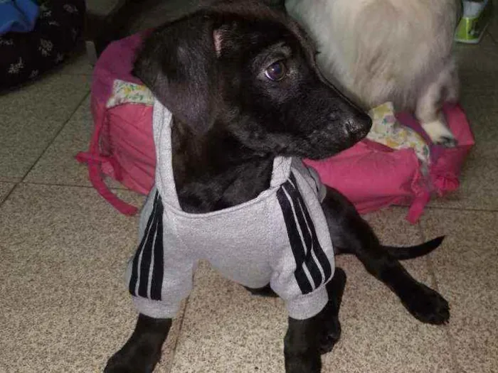 Cachorro ra a SRD  idade 2 a 6 meses nome Juninho 