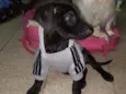 Juninho