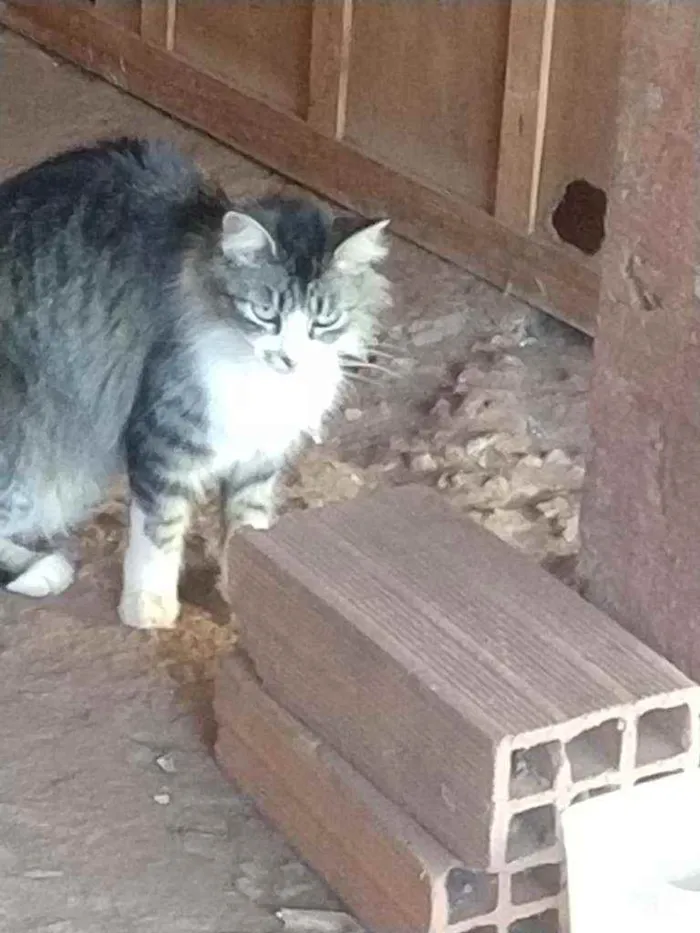 Gato ra a Mestiço idade 2 a 6 meses nome Sem nome