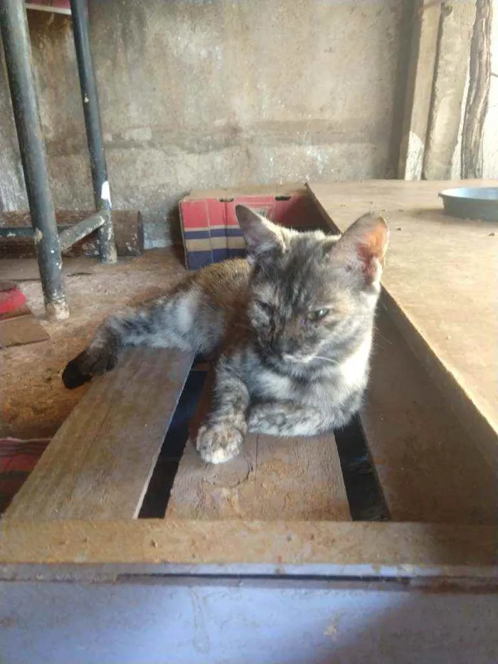 Gato ra a Mestiço idade 2 a 6 meses nome Sem nome