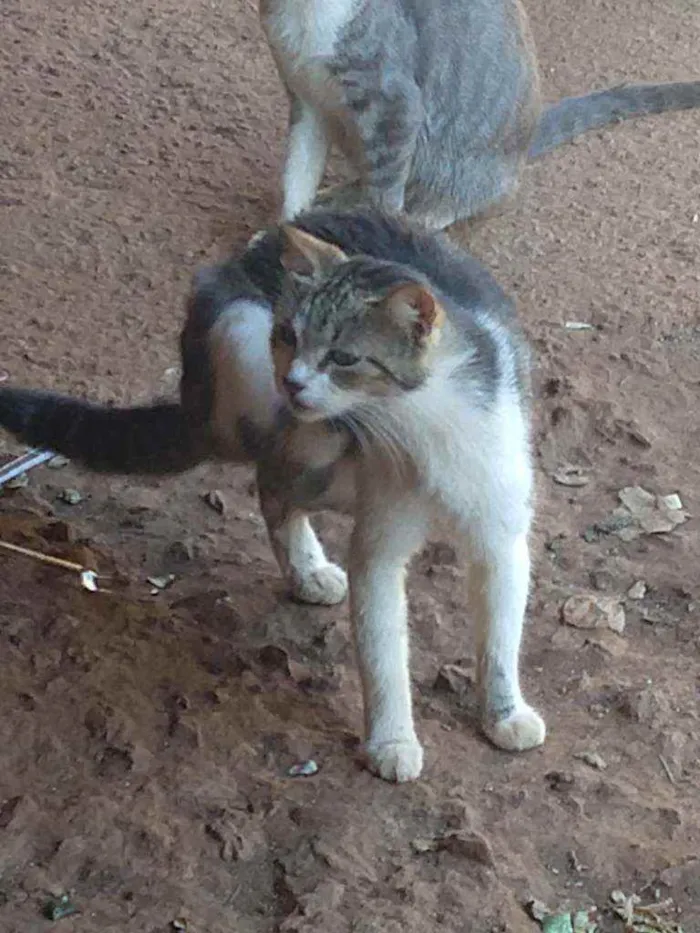 Gato ra a Mestiço idade 2 a 6 meses nome Sem nome