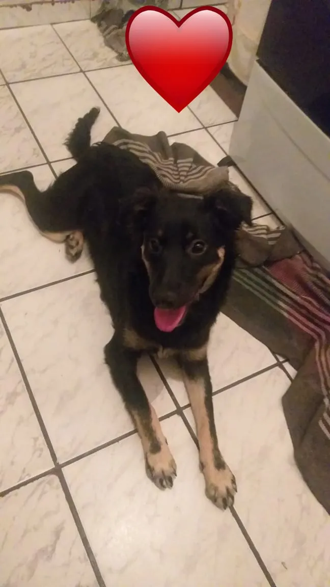 Cachorro ra a Sem raça definida idade 7 a 11 meses nome Maria