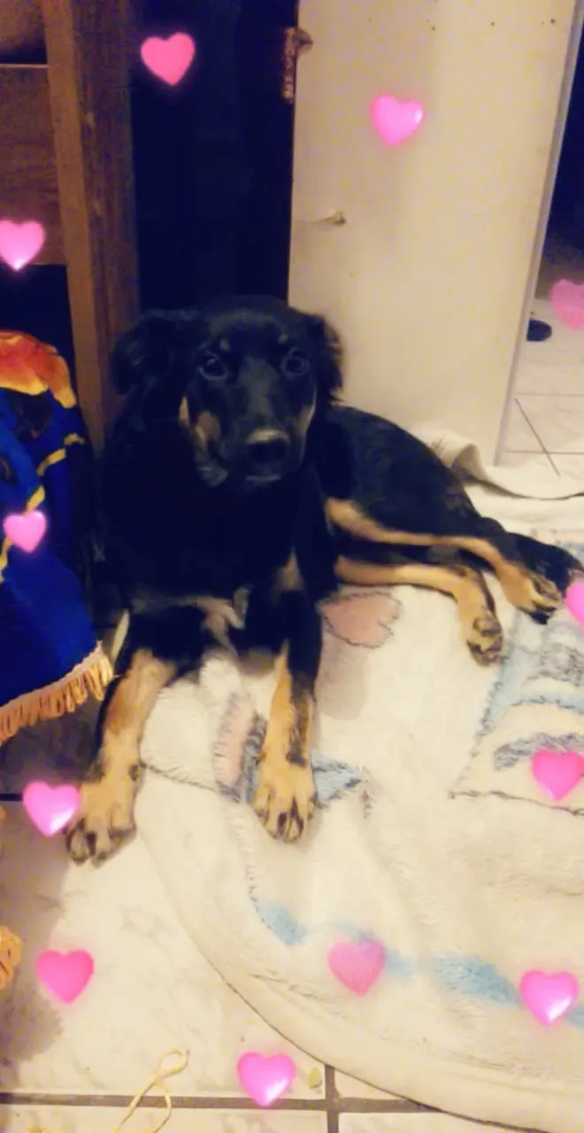 Cachorro ra a Sem raça definida idade 7 a 11 meses nome Maria