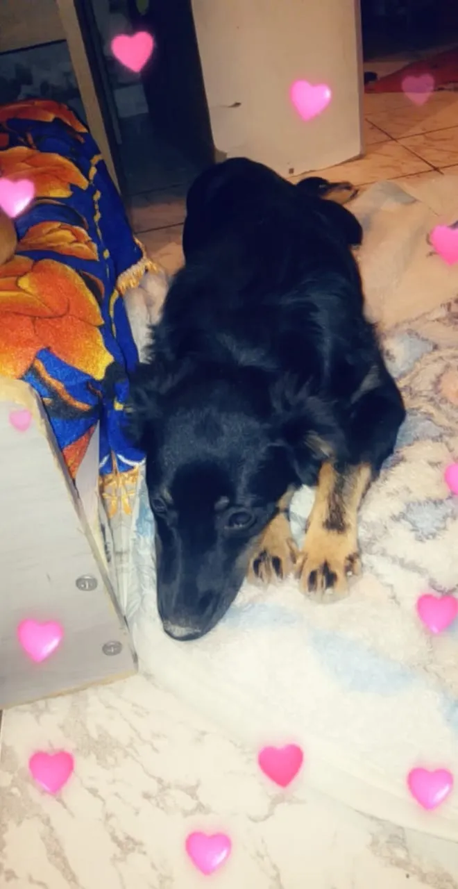 Cachorro ra a Sem raça definida idade 7 a 11 meses nome Maria