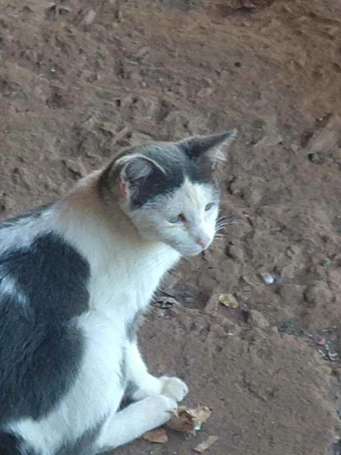 Gato ra a Mestiço idade 2 a 6 meses nome Sem nome