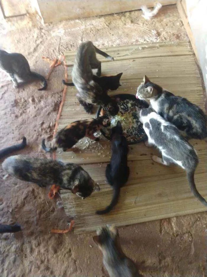 Gato ra a Mestiço idade 2 a 6 meses nome Sem nome