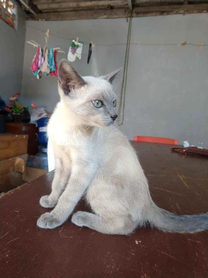 Gato ra a Mestiço idade 2 a 6 meses nome Sem nome