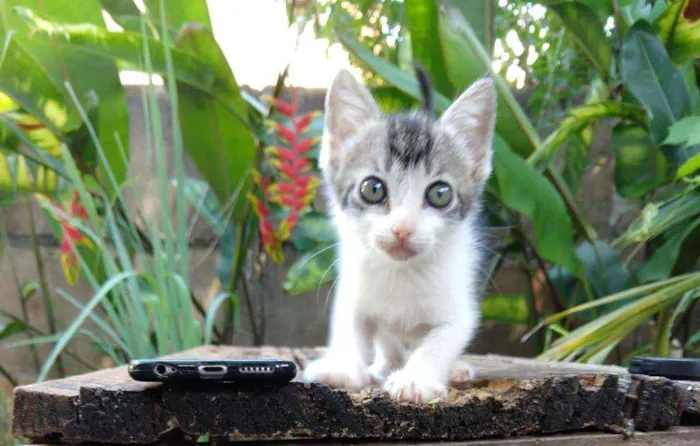 Gato ra a Mestiço idade 2 a 6 meses nome Sem nome