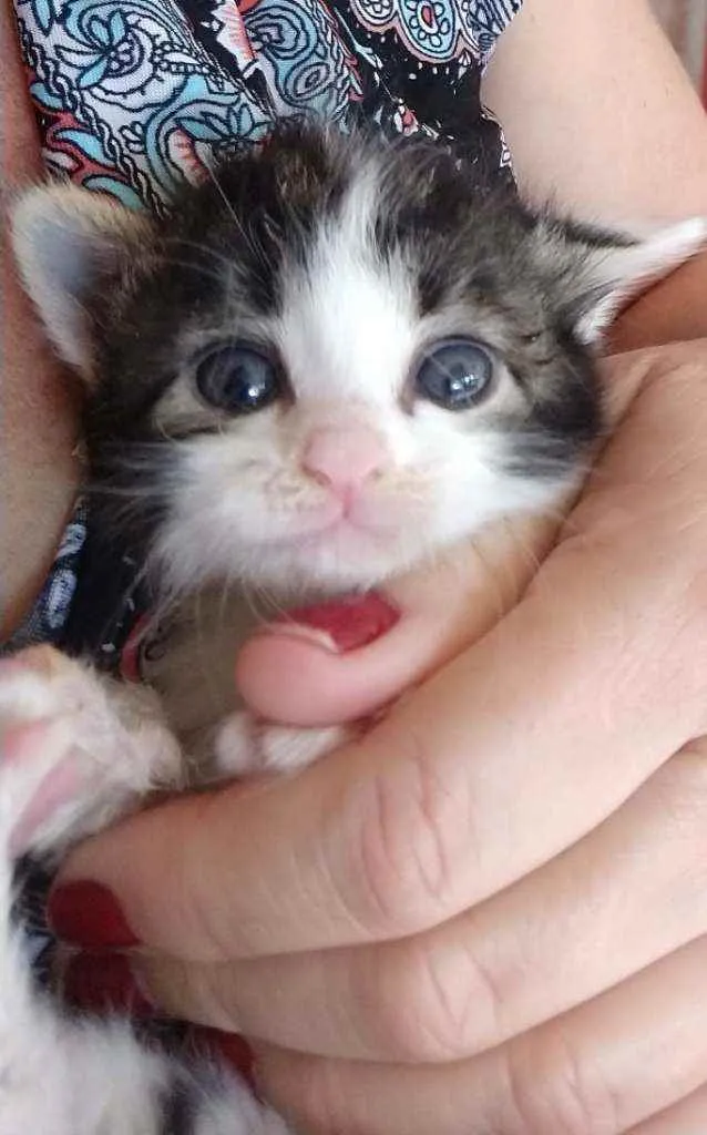 Gato ra a Mestiço idade 2 a 6 meses nome Sem nome
