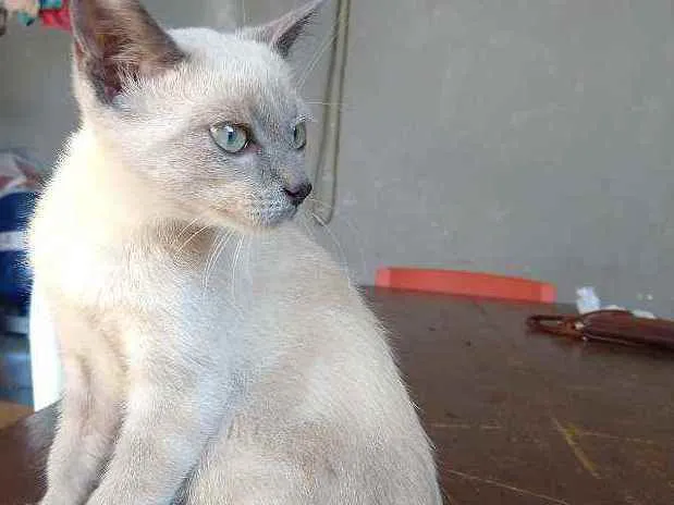 Gato ra a Mestiço idade 2 a 6 meses nome Sem nome