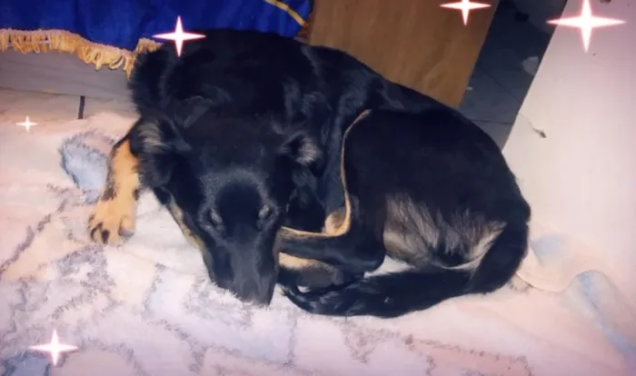 Cachorro ra a Sem raça definida idade 7 a 11 meses nome Maria