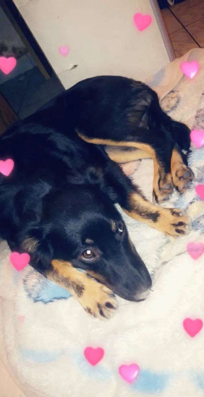 Cachorro ra a Sem raça definida idade 7 a 11 meses nome Maria